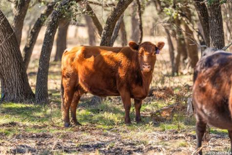 4772-1 County Road 340 Burnet TX 76905