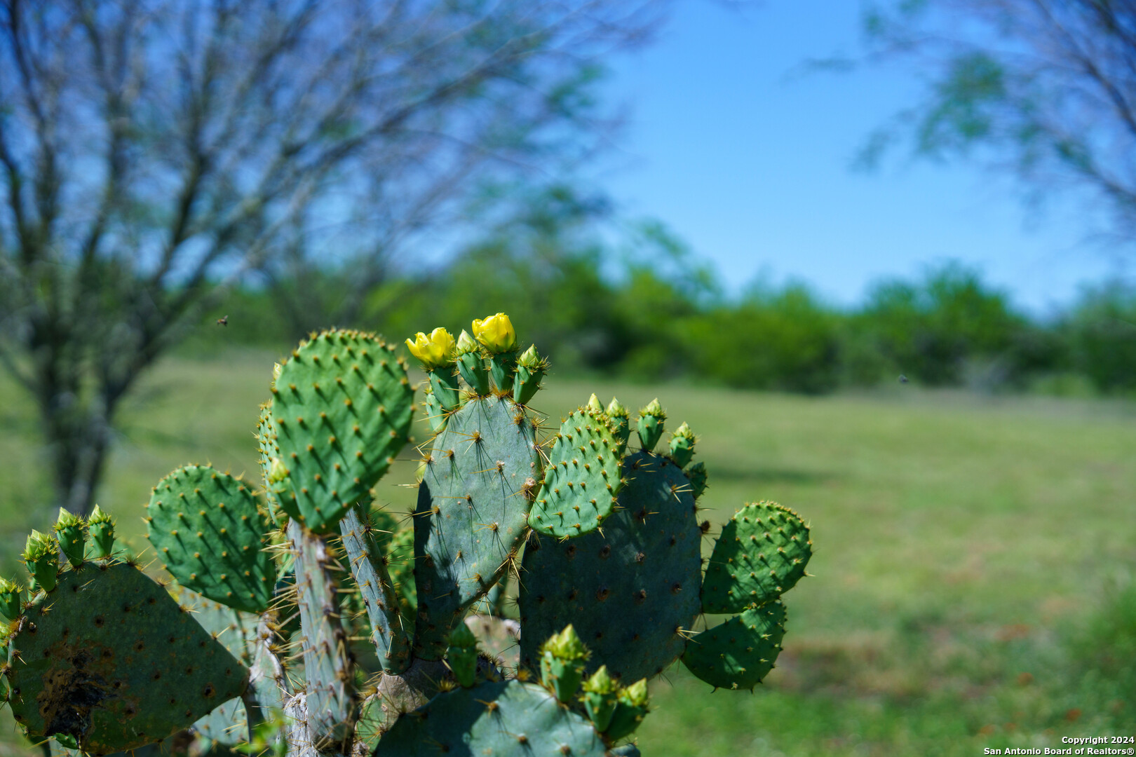 48.25 Acres County Road 114 George West TX 78466