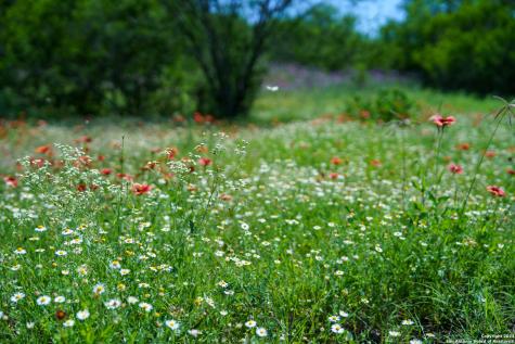 48.25 Acres County Road 114 George West TX 78466