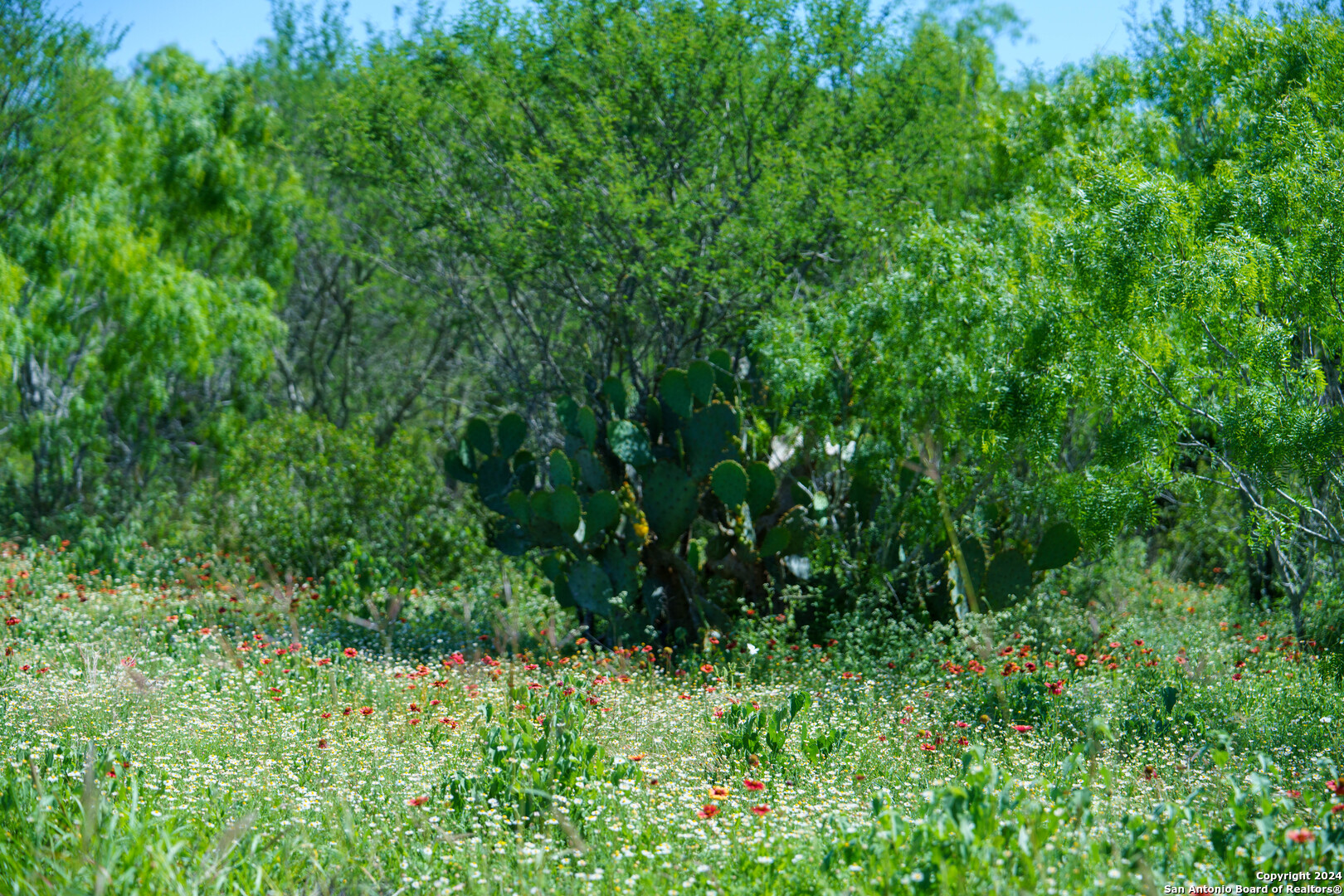 48.25 Acres County Road 114 George West TX 78466