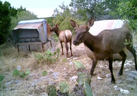 14910 Bullhead Road Rocksprings TX 78880