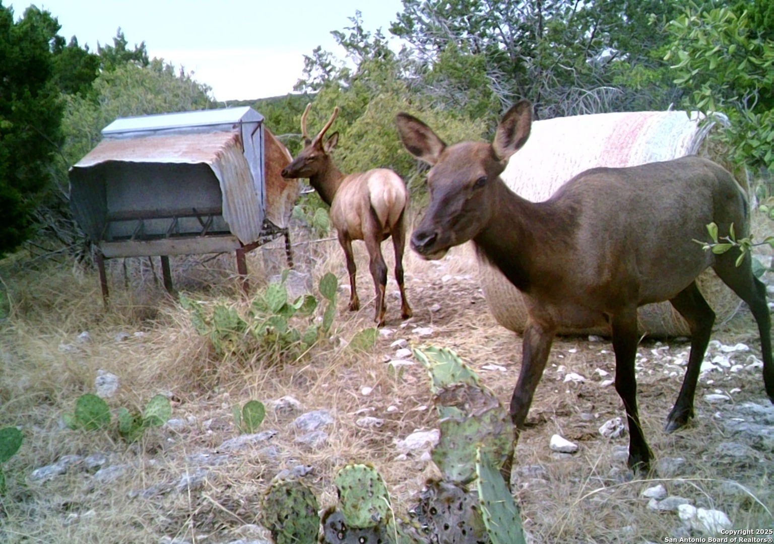14910 Bullhead Road Rocksprings TX 78880