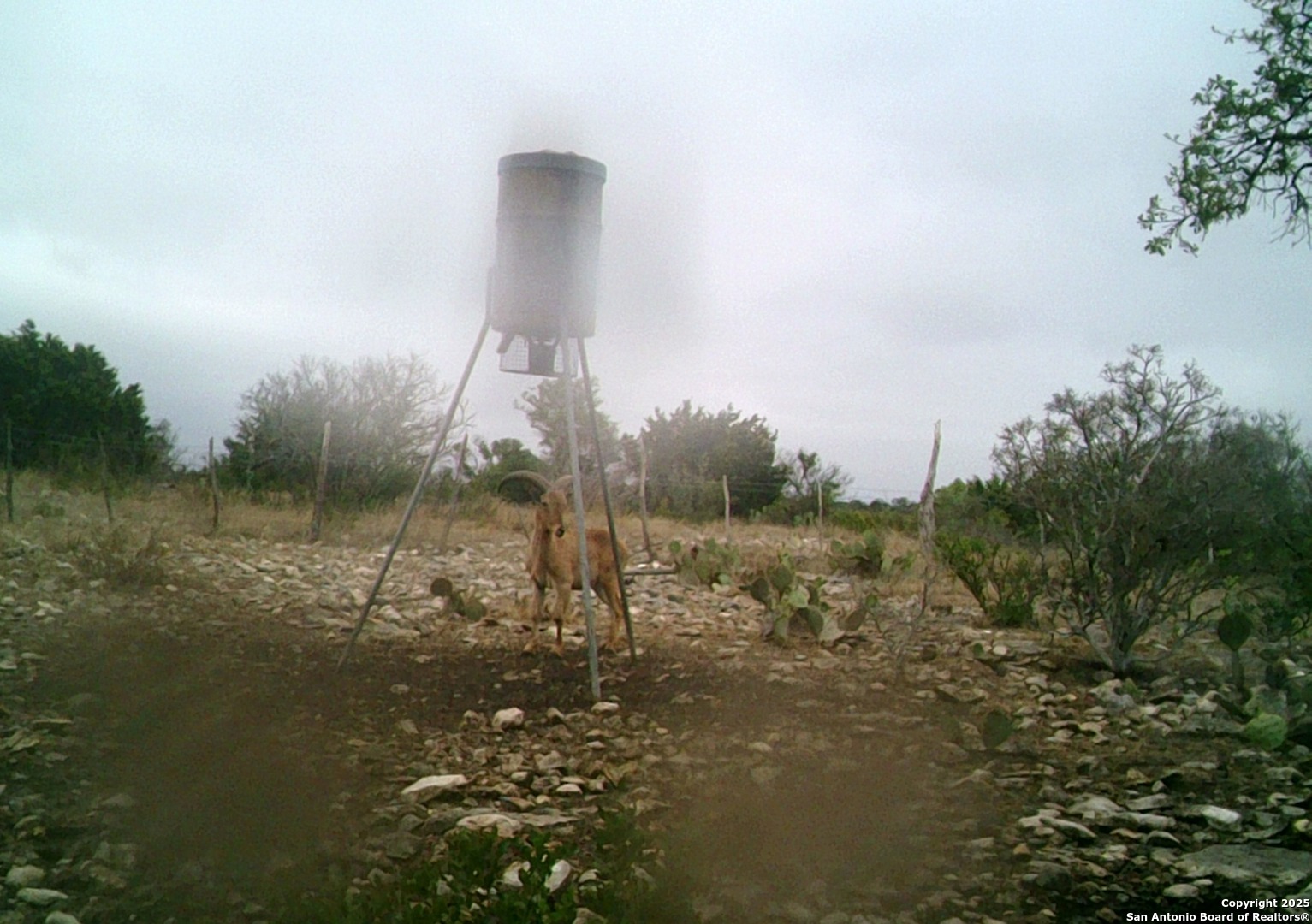 14910 Bullhead Road Rocksprings TX 78880