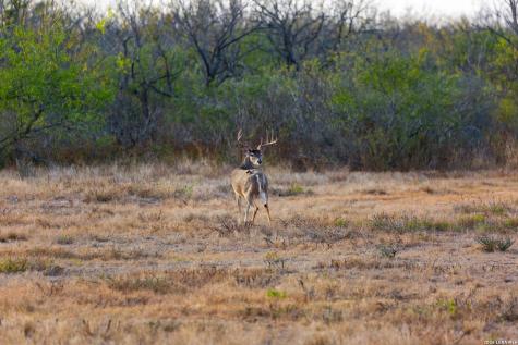 FM 1572 Highway 131 Spofford TX 78832