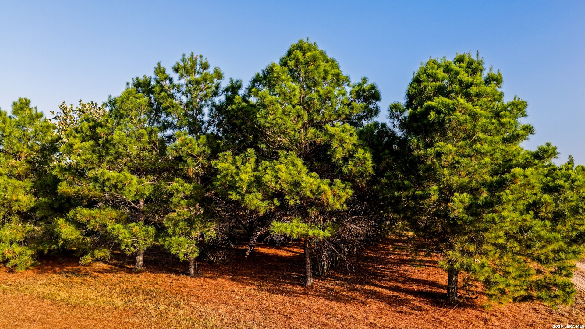 331 County Road 423 Stockdale TX 78160