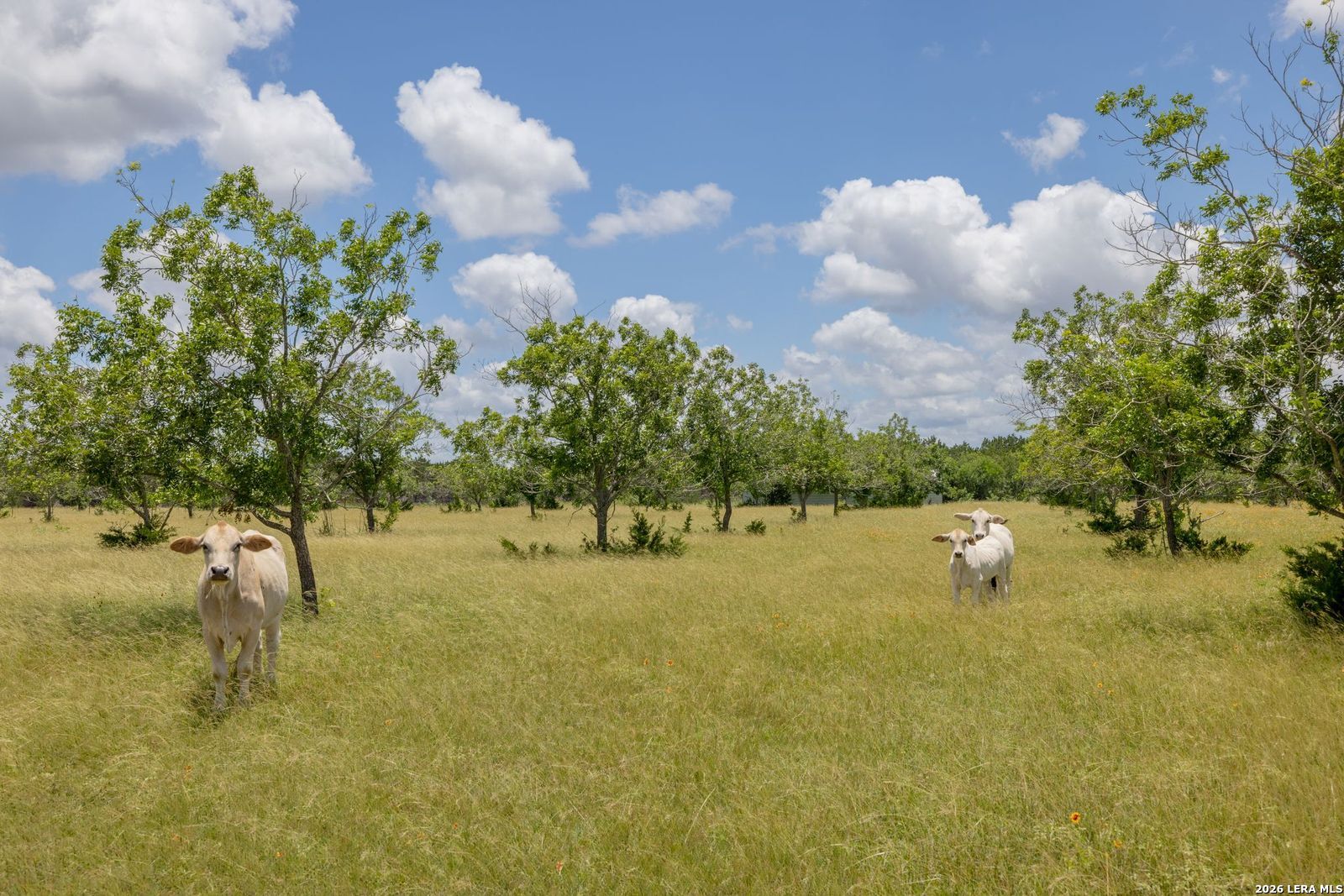 292 Old Loop 173 Bandera TX 78003
