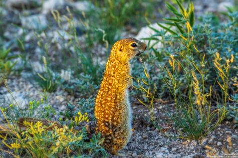 277 Us -277 Brackettville TX 78832