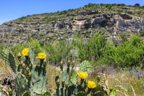 248 Persimmon Point Mason TX 78624