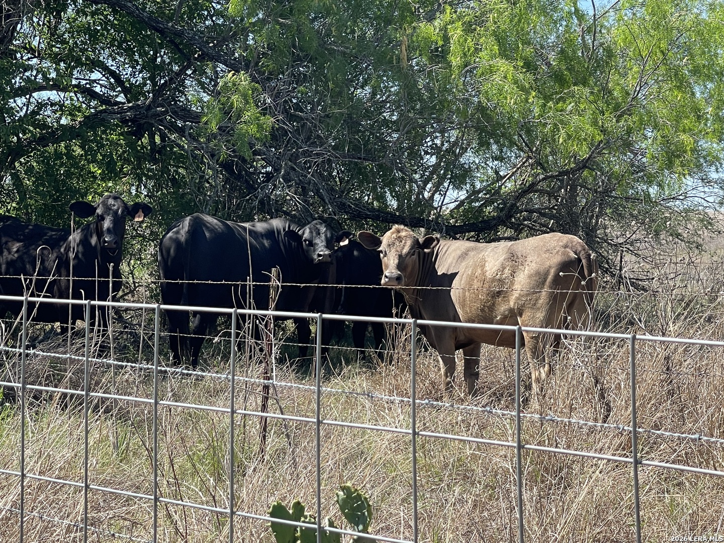 2141 County Road 132 Floresville TX 78114