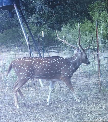 000 County Road 311 Dhanis TX 78850