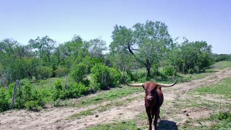2103 County Road 138 Kenedy TX 78119