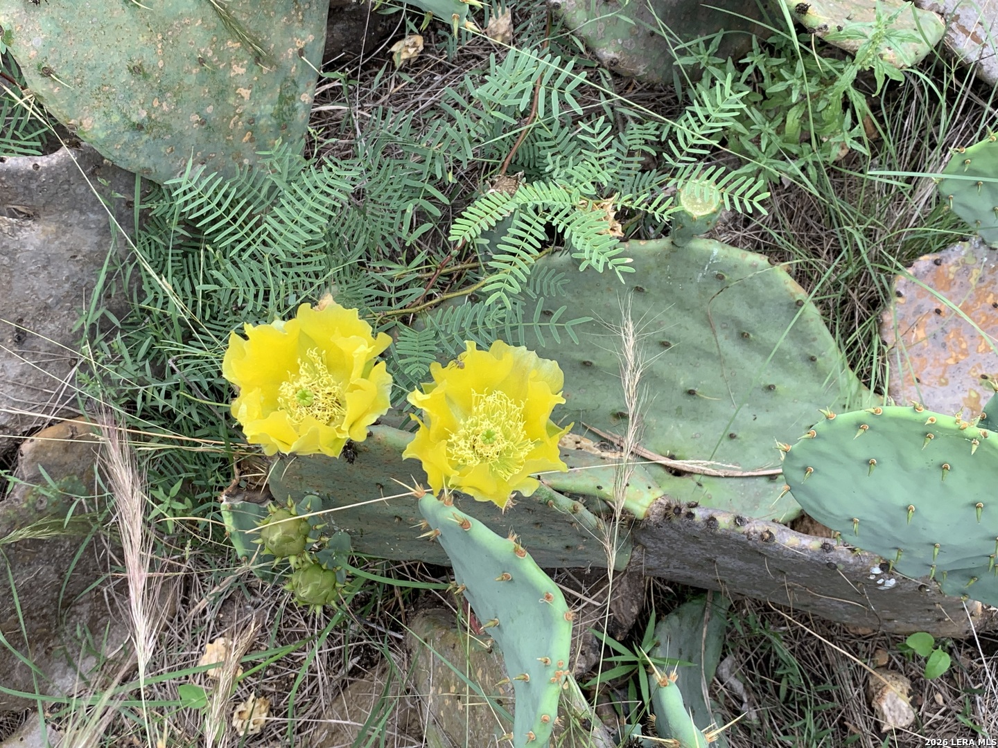 12 Stone Crest Bandera TX 78003