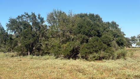 Tbd State Highway 123 S Stockdale TX 78160