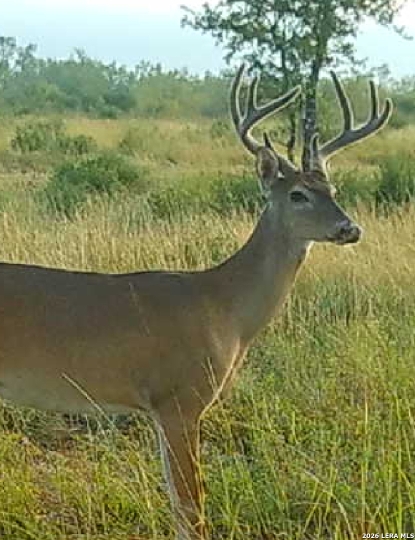 9803 Fm 1796 Dhanis TX 78850