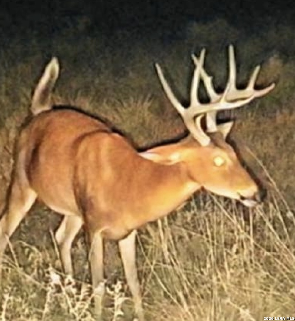 9803 Fm 1796 Dhanis TX 78850