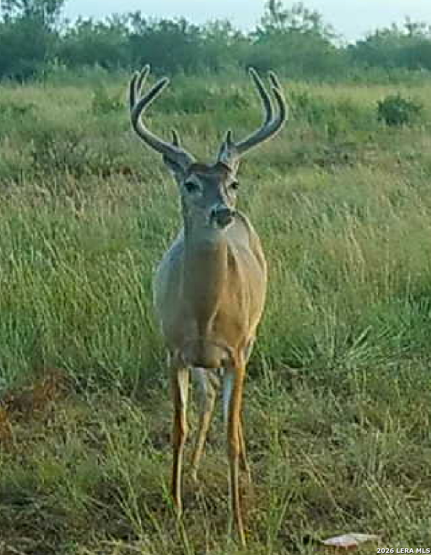 9803 Fm 1796 Dhanis TX 78850