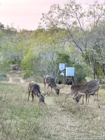 0000 Rockhill Road Kenedy TX 79119