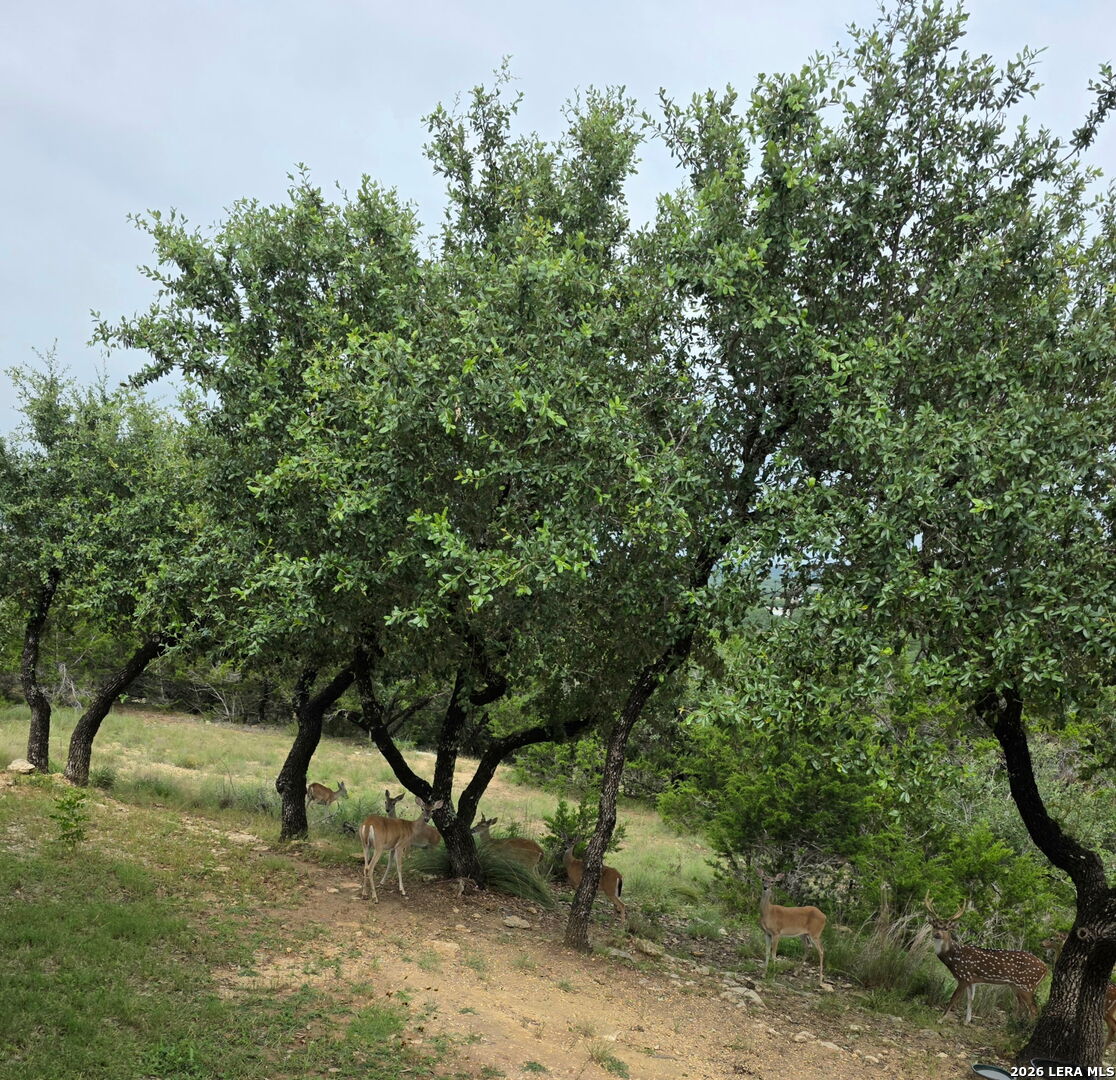 195 Eagle Crest Spring Branch TX 78070