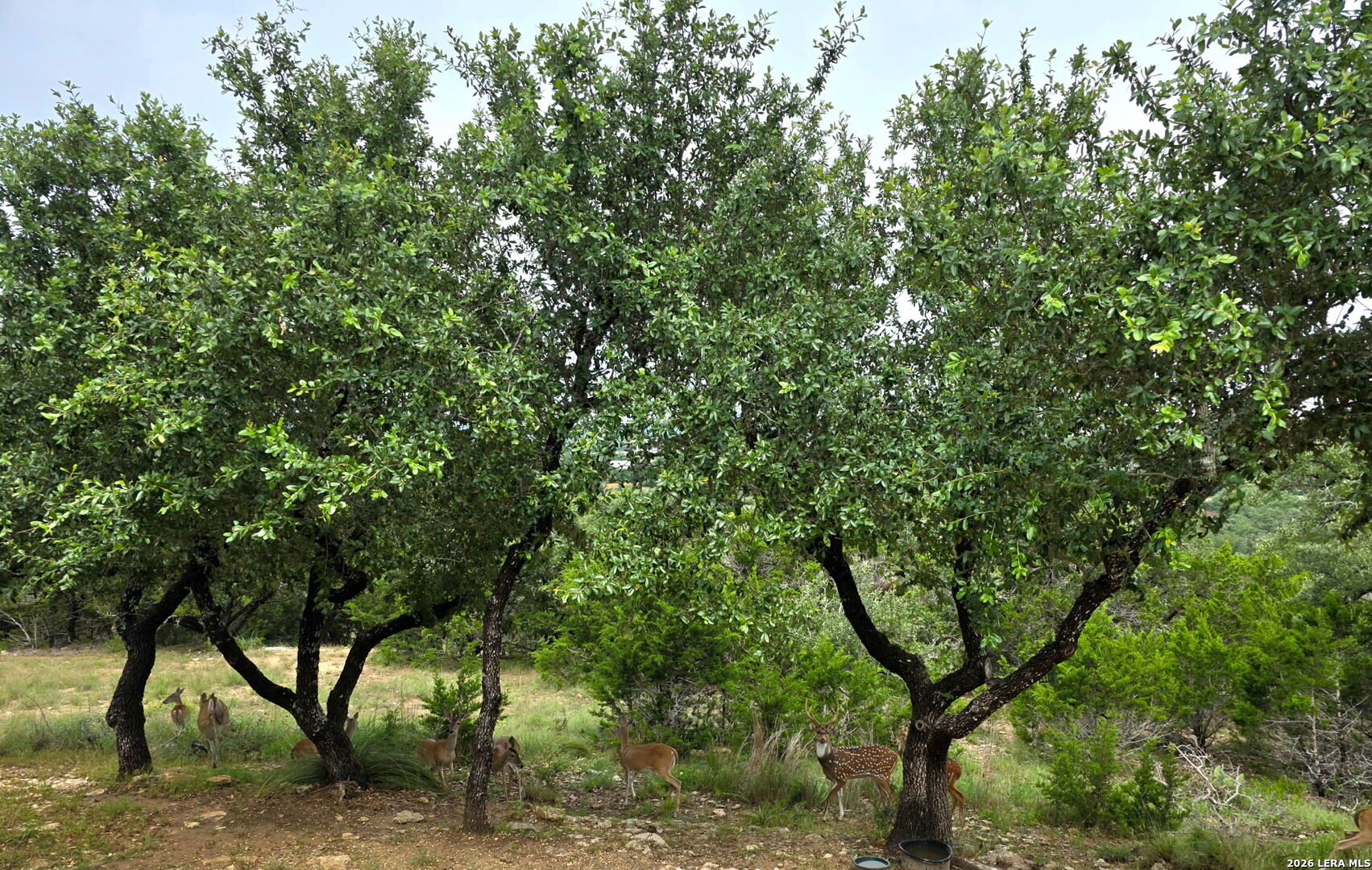 195 Eagle Crest Spring Branch TX 78070