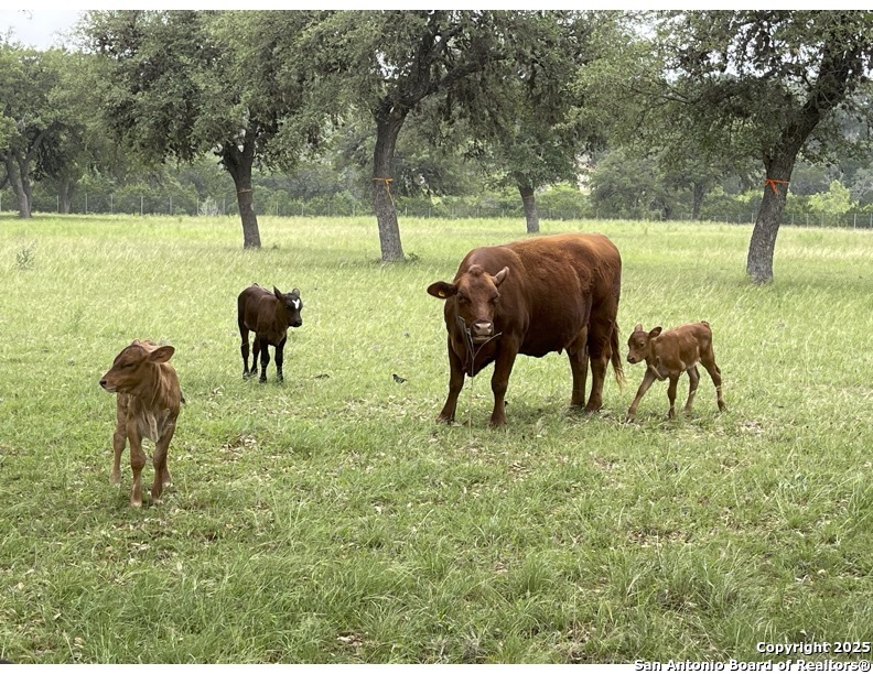 Lot 79 Red Stag Lane Pipe Creek TX 78063