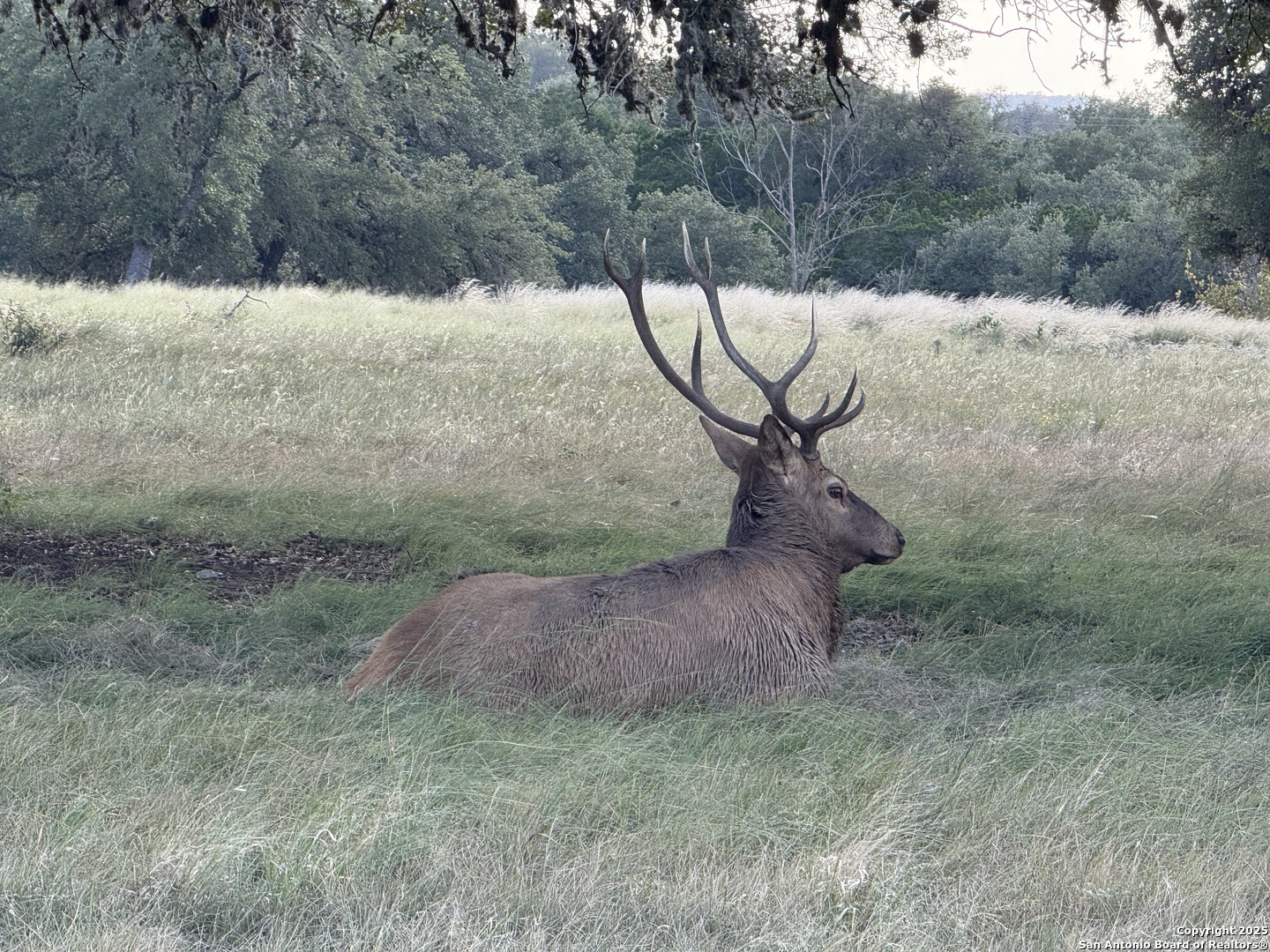 Lot 79 Red Stag Lane Pipe Creek TX 78063