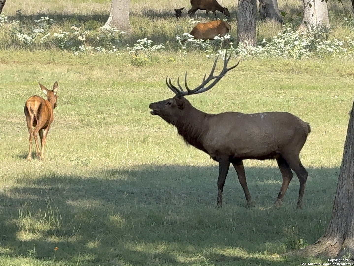 Lot 79 Red Stag Lane Pipe Creek TX 78063