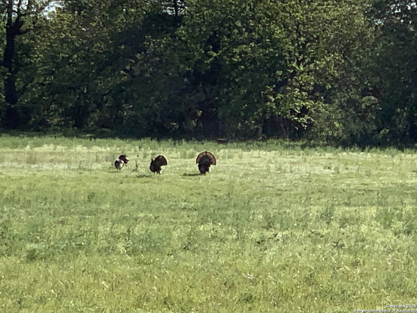 2727 Palomino Springs Bandera TX 78003