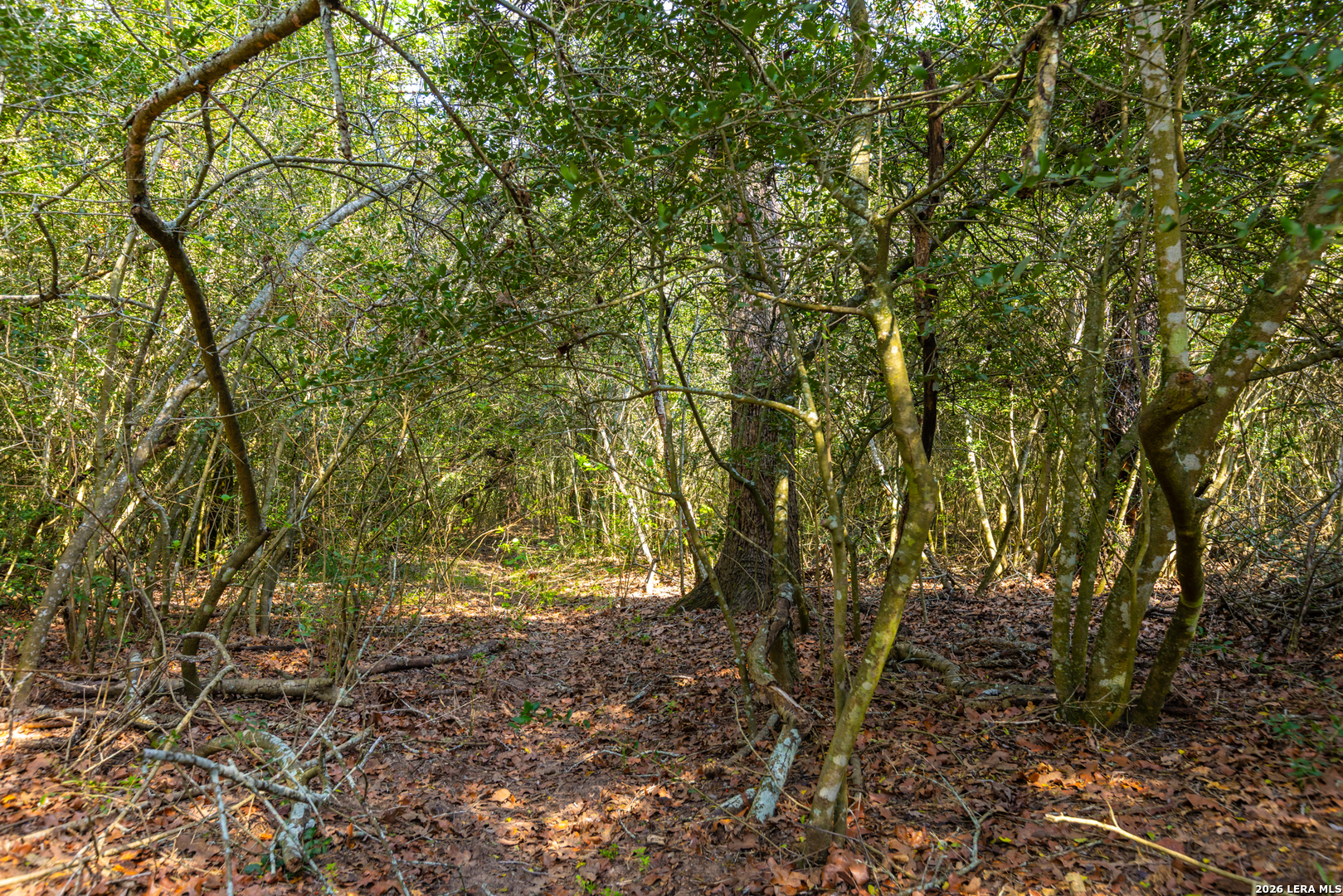 Tbd 73 Acres County Road 442 Harwood TX 78632
