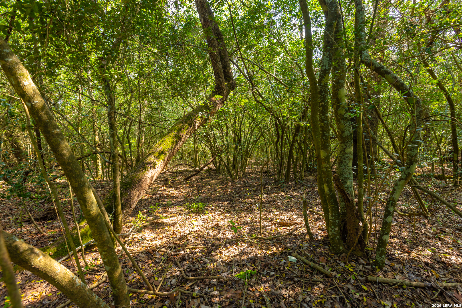 Tbd 73 Acres County Road 442 Harwood TX 78632