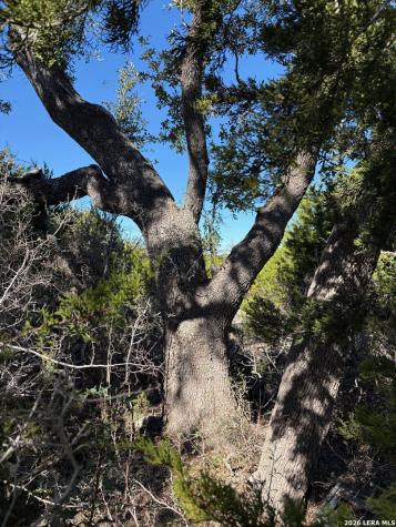 1035 (LOT 1777) Mystic Breeze Spring Branch TX 78070
