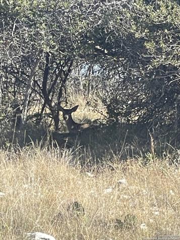 Xx Doss Spring Creek Road Fredericksburg TX 78624