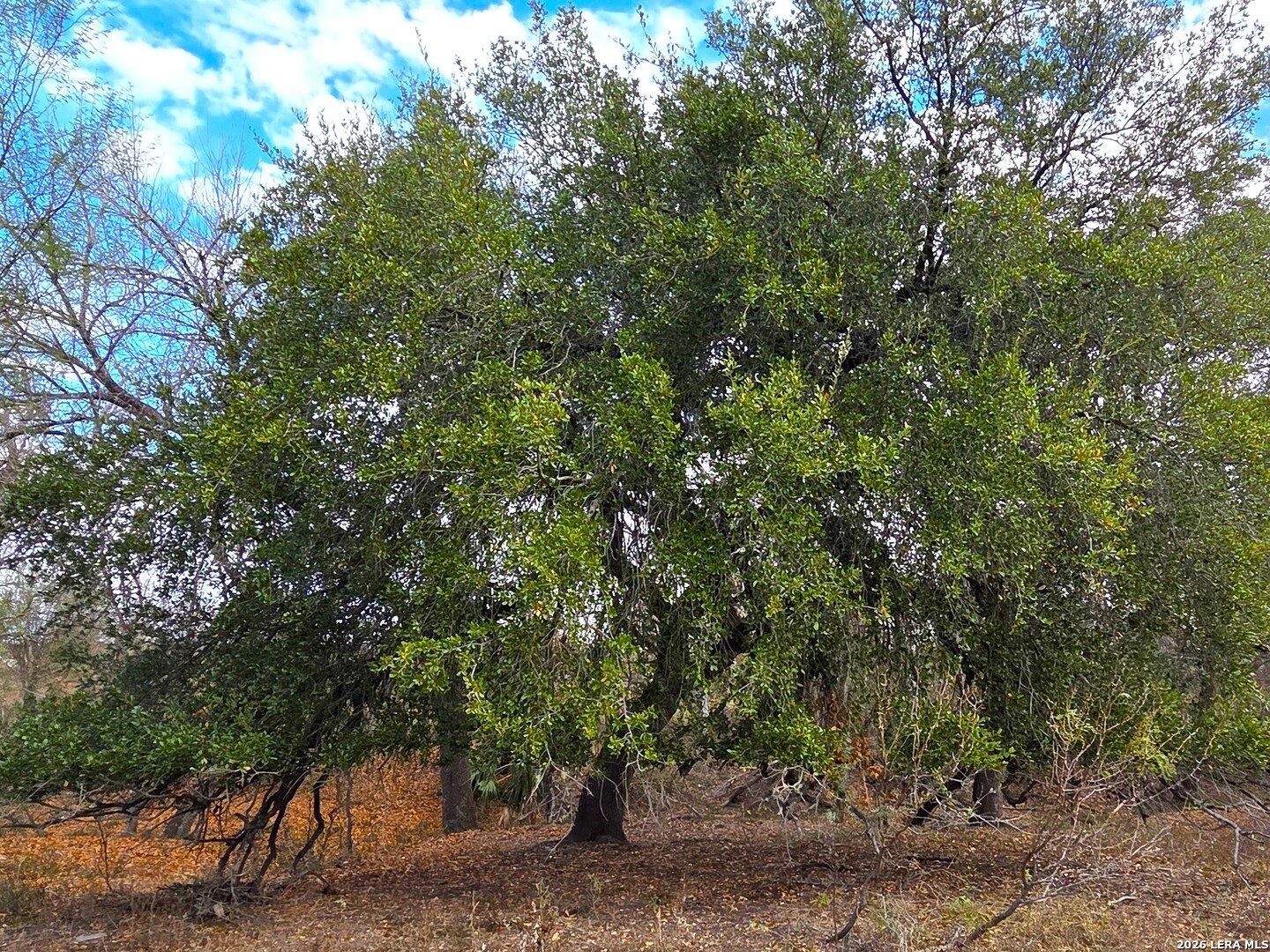 Tbd Fm 471 Natalia TX 78059