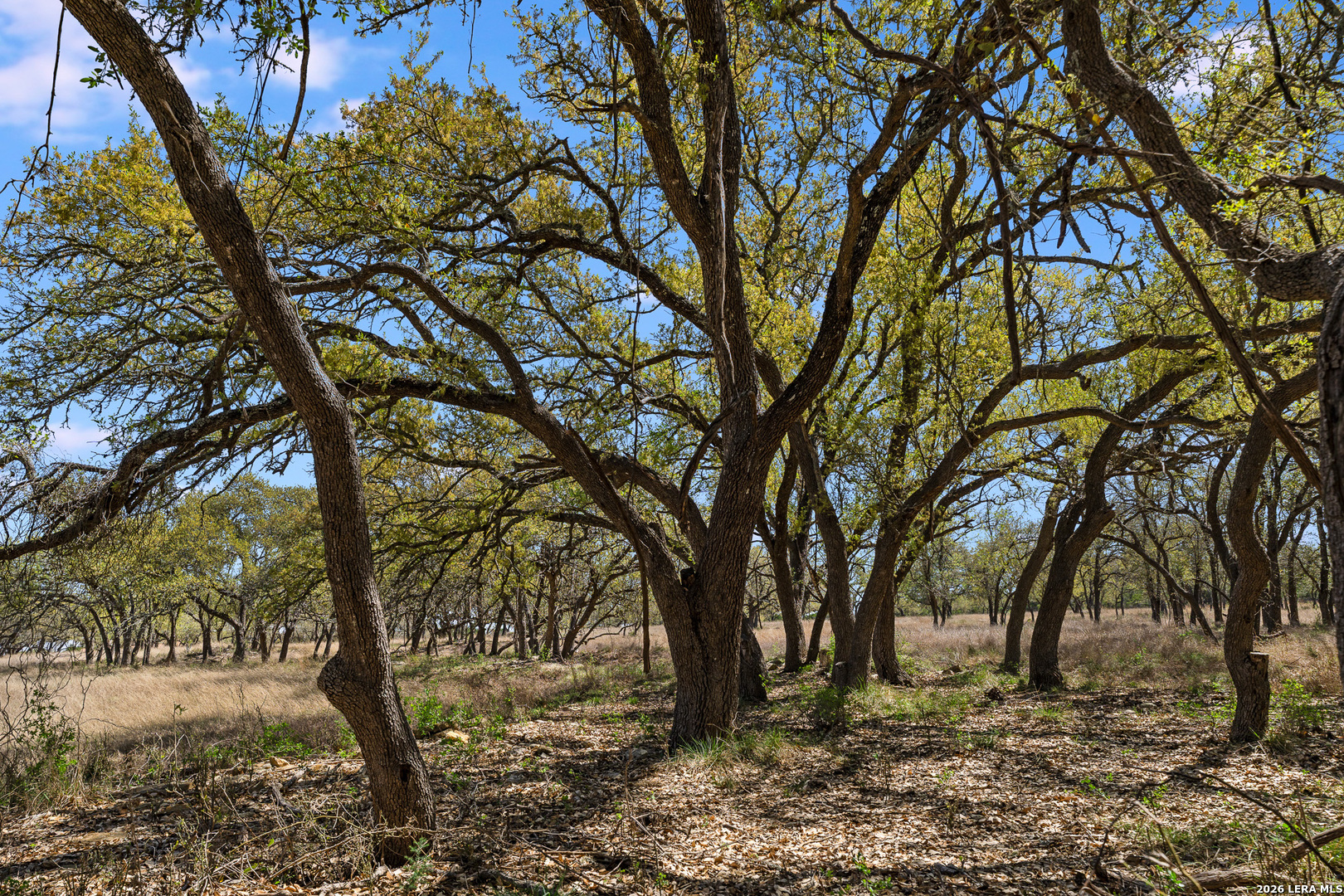 16 Lewis Road Boerne TX 78006