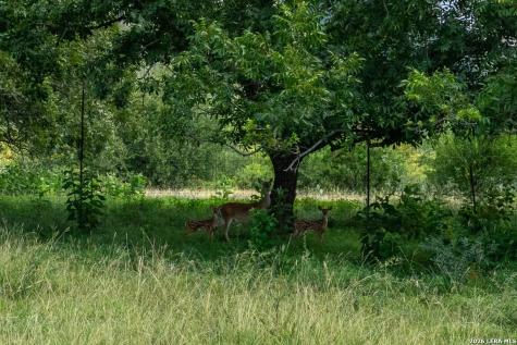 5013 N Little Creek Road Utopia TX 78884