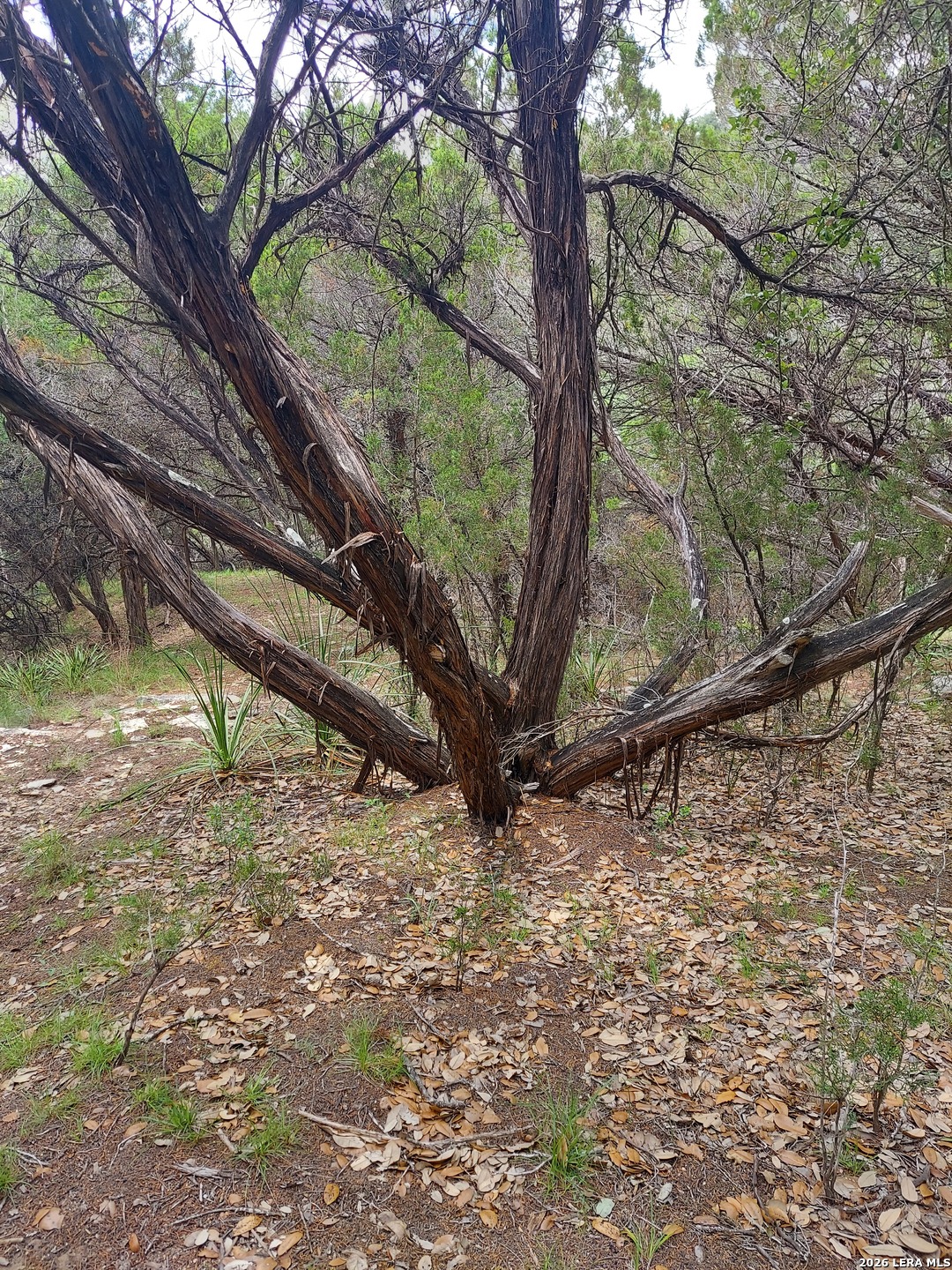 Lot 10 Canyon Lakehills TX 78063