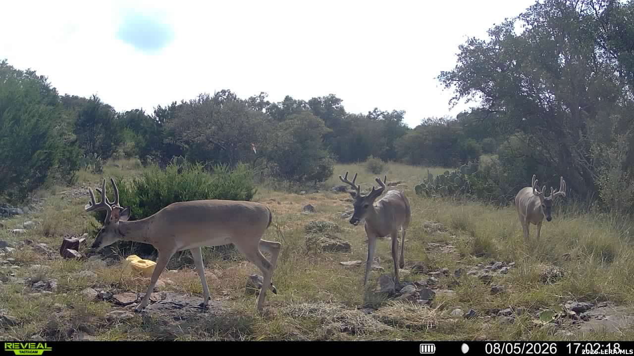 76 Alamo Ranch Rocksprings TX 78880