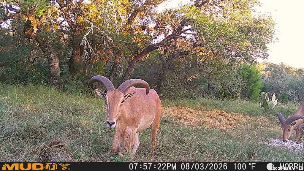 76 Alamo Ranch Rocksprings TX 78880