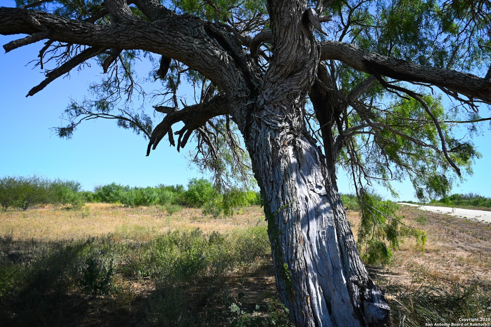Lot 36 County Road 2500 Bigfoot TX 78005