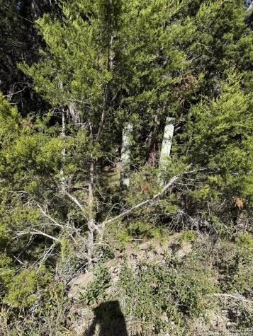 (LT)394 Forest Trail Drive Bandera TX 78003