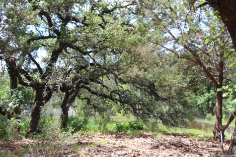 Lot 52 Clear Water Canyon Helotes TX 78023
