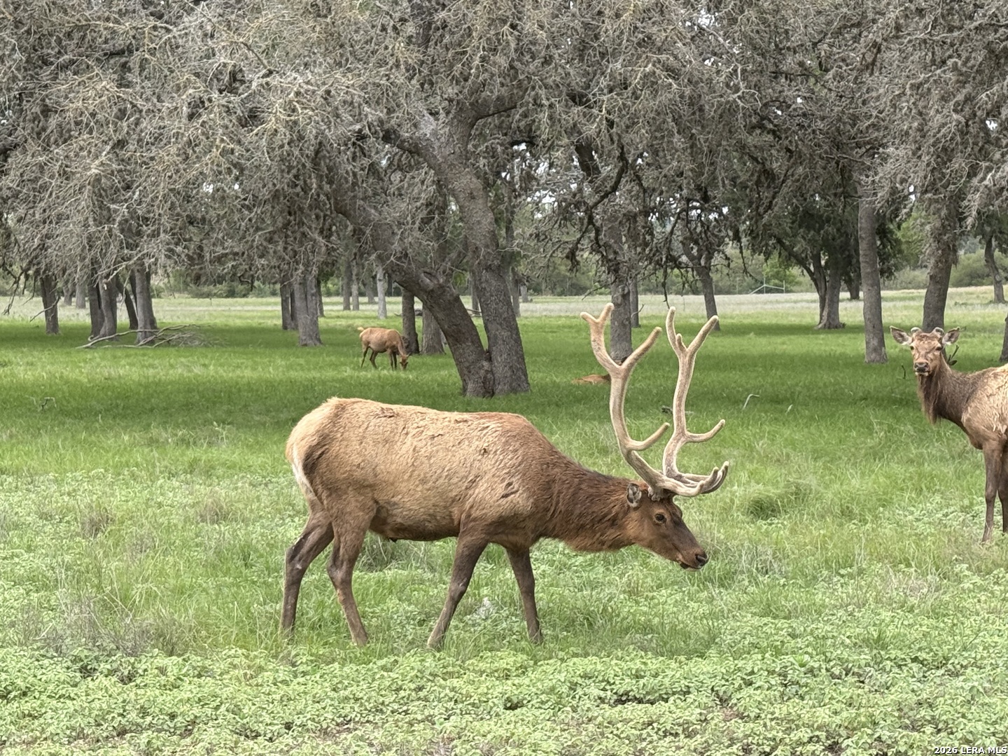 79 Lot Red Stag Pipe Creek TX 78063