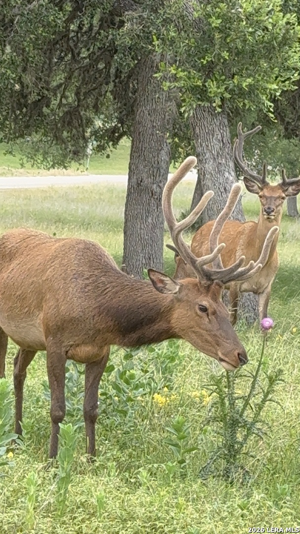 79 Lot Red Stag Pipe Creek TX 78063