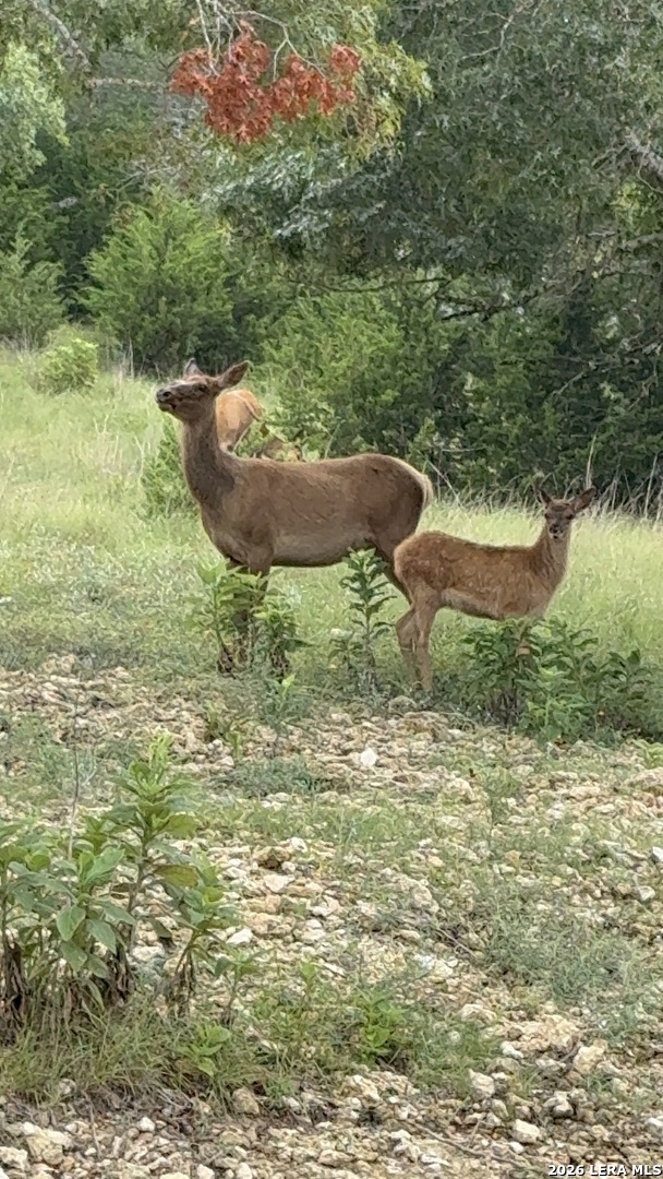 79 Lot Red Stag Pipe Creek TX 78063