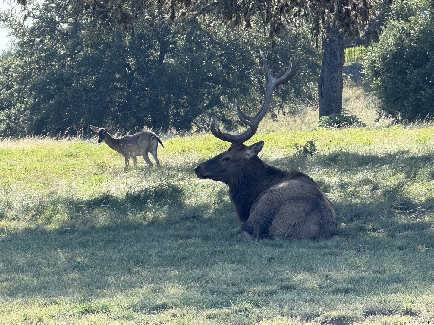 79 Lot Red Stag Pipe Creek TX 78063