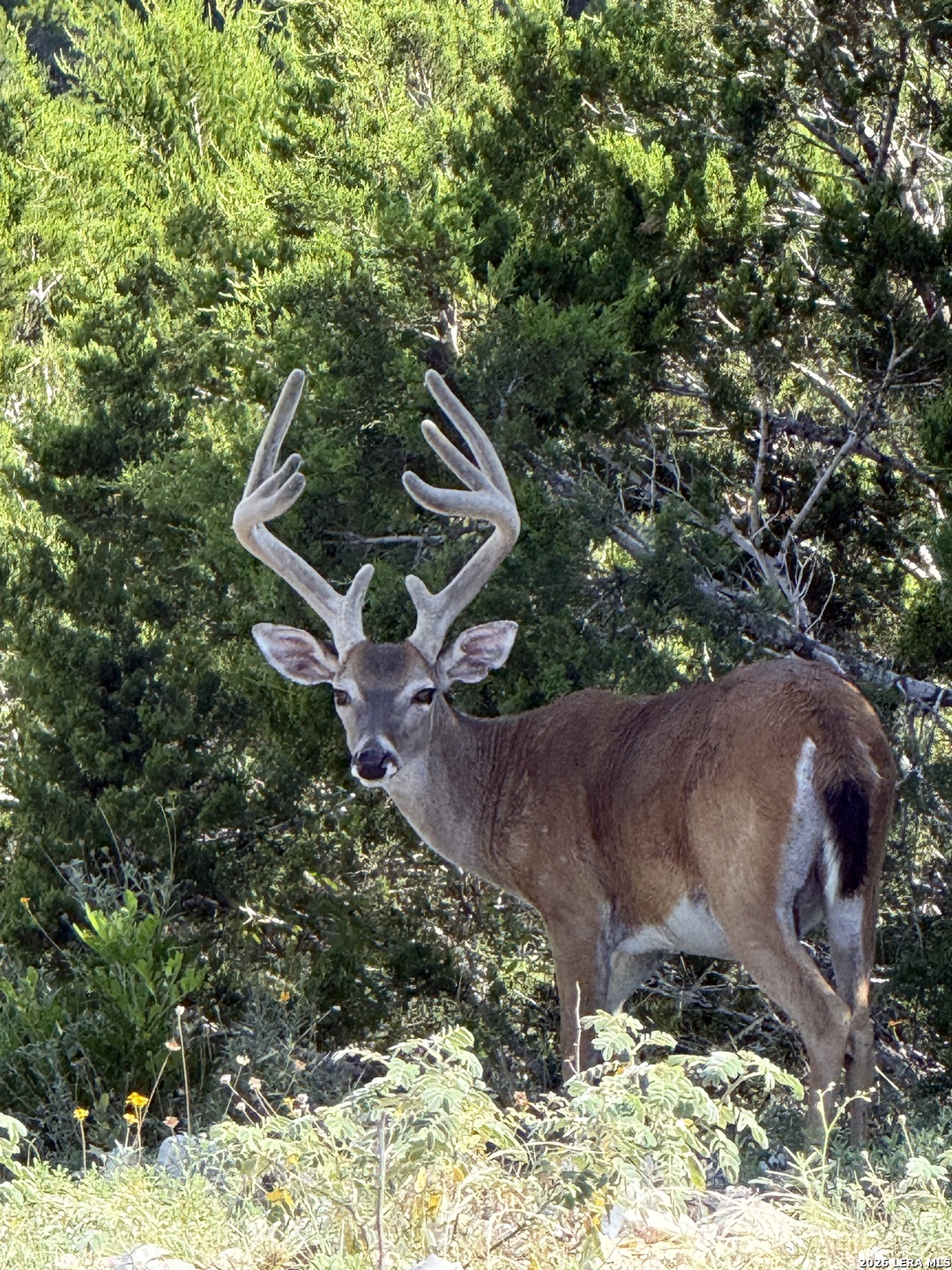 79 Lot Red Stag Pipe Creek TX 78063