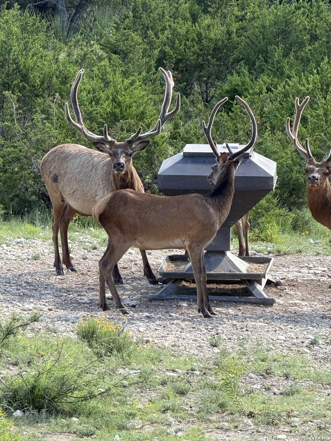79 Lot Red Stag Pipe Creek TX 78063