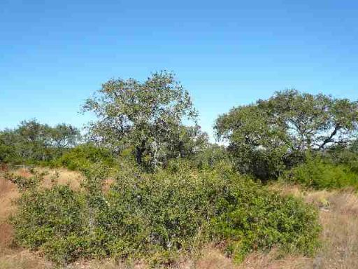 17550 County Road 175 Helotes TX 78023