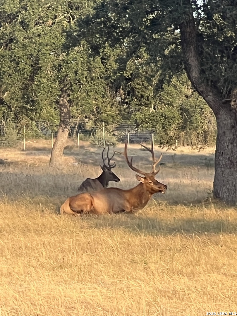 Lot 57 Red Stag Lane Pipe Creek TX 78063