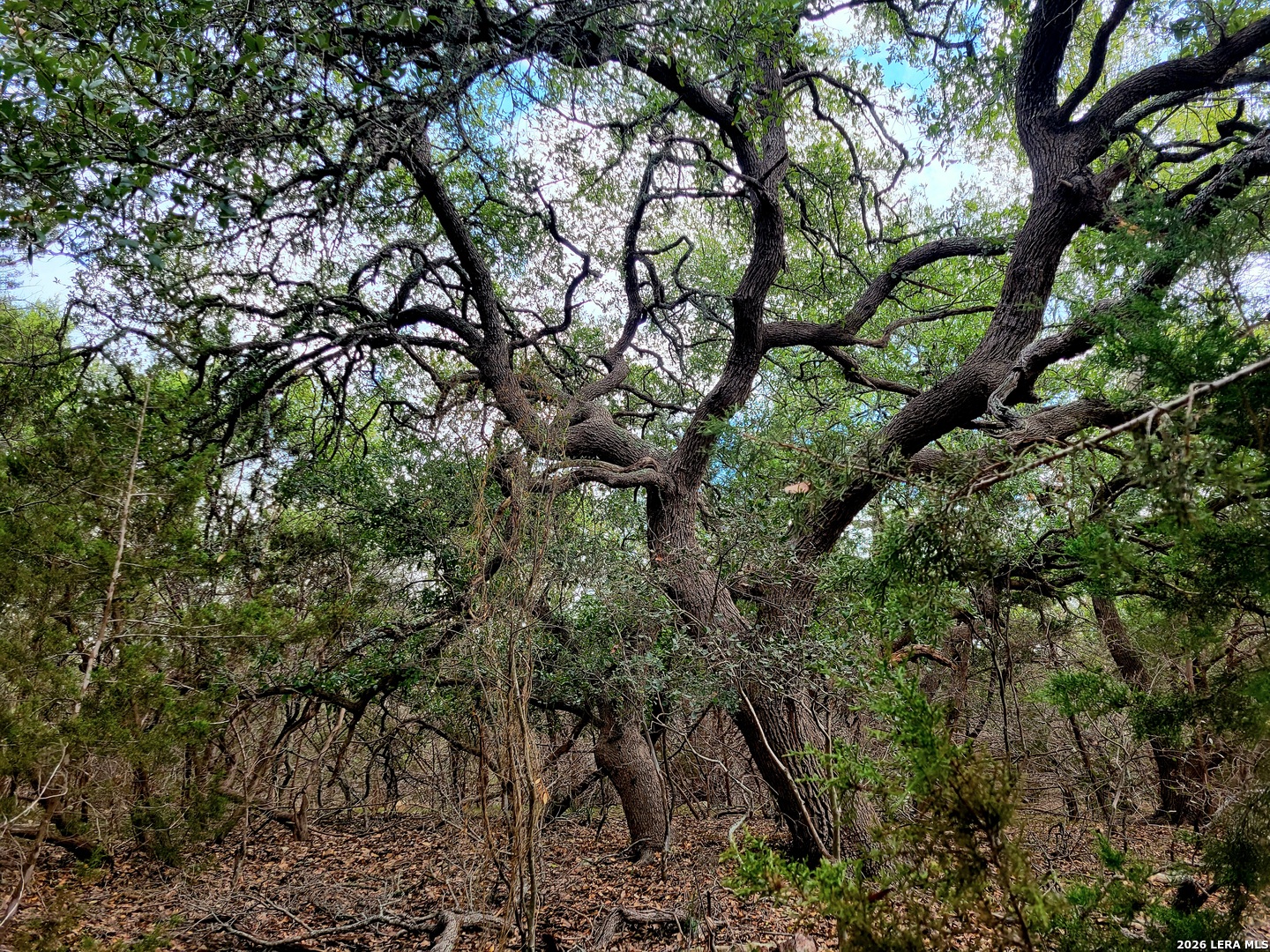 2066 Stallion Springs Drive Fischer TX 78623