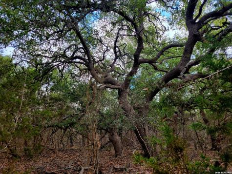 2066 Stallion Springs Drive Fischer TX 78623